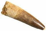 Fossil Spinosaurus Tooth - Real Dinosaur Tooth #344358-1